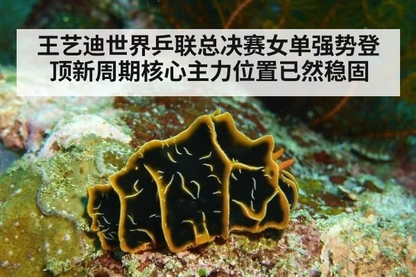 王艺迪世界乒联总决赛女单强势登顶新周期核心主力位置已然稳固